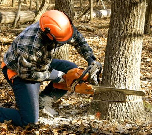Tree Removal in La Pryor, TX